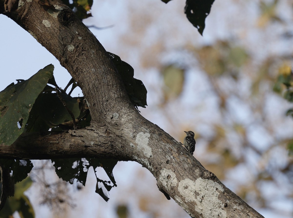 hinduspett - ML647501258