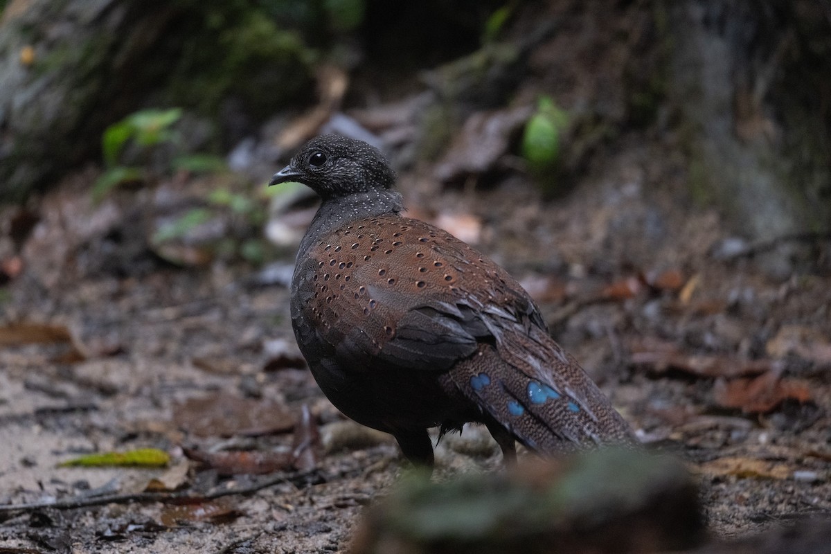 perlefasan - ML647501259