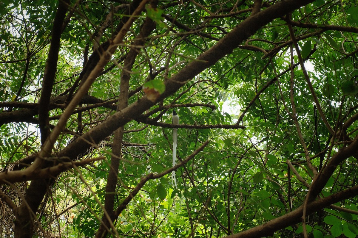 gallaparadismonark - ML647501263