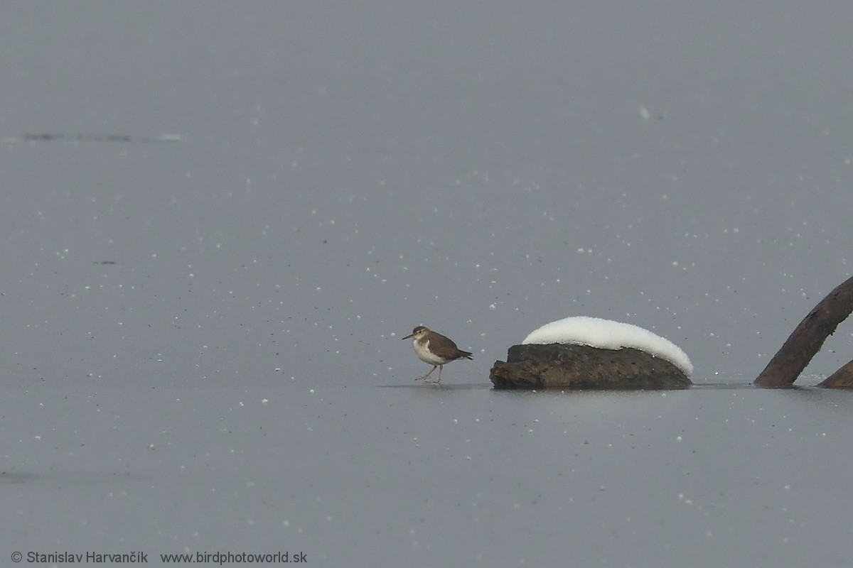 Spotted Sandpiper - ML647501264