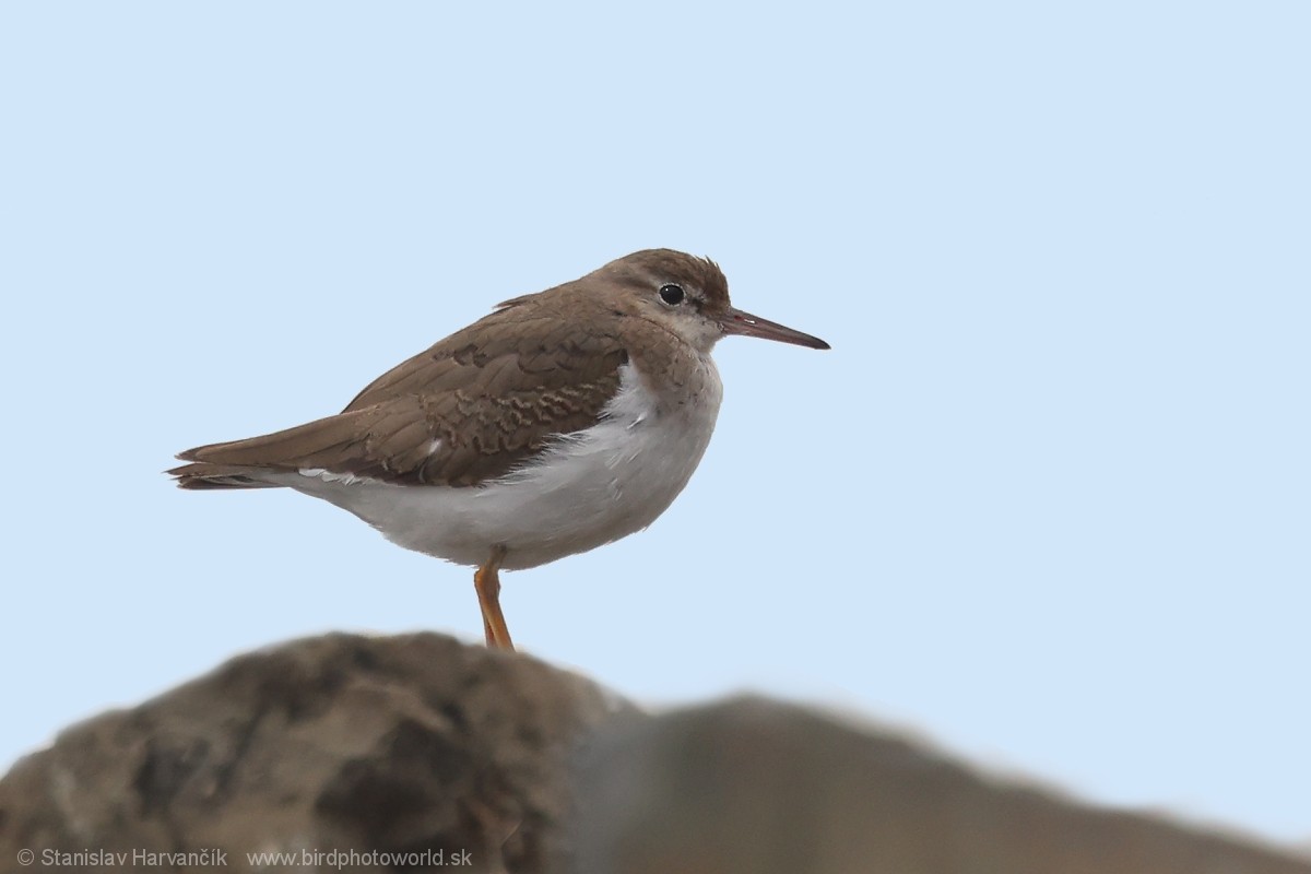 Spotted Sandpiper - ML647501265