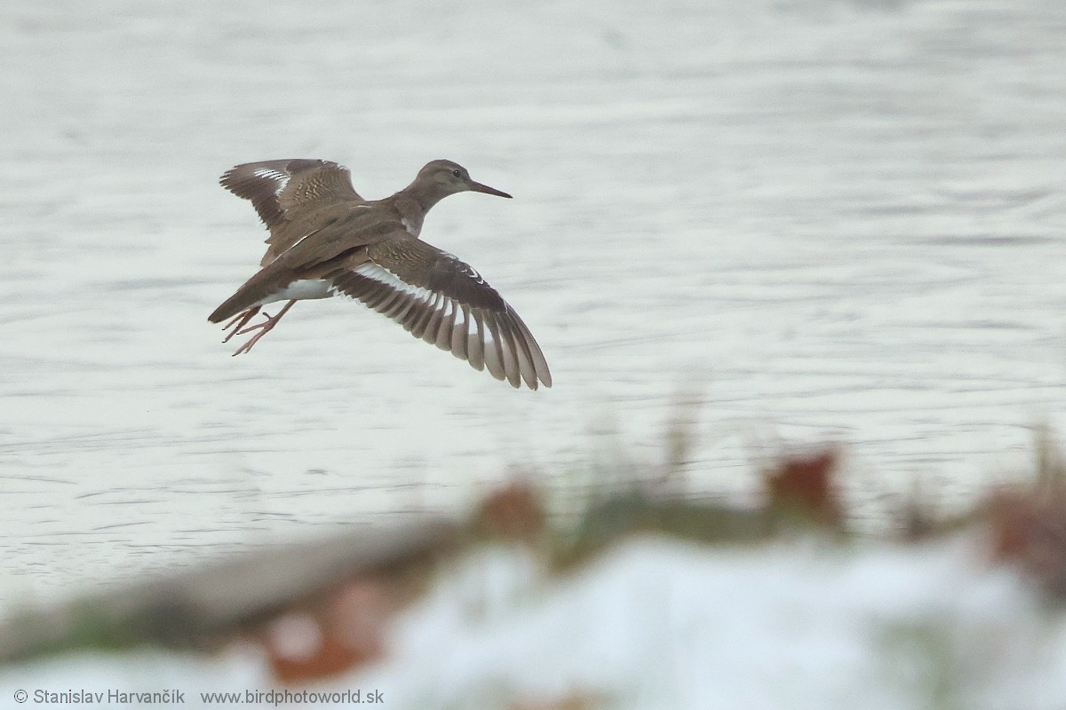 Spotted Sandpiper - ML647501266