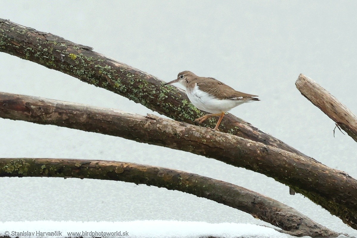 Spotted Sandpiper - ML647501267
