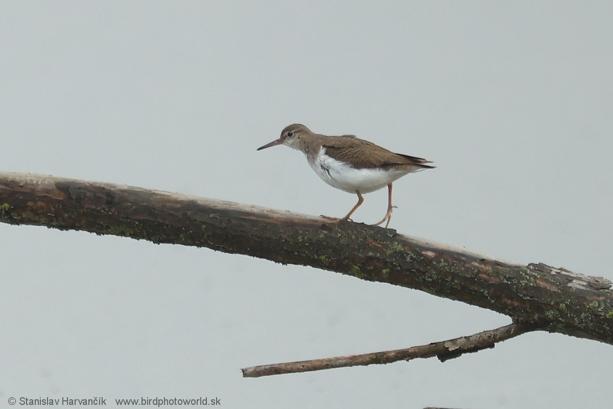 Spotted Sandpiper - ML647501268
