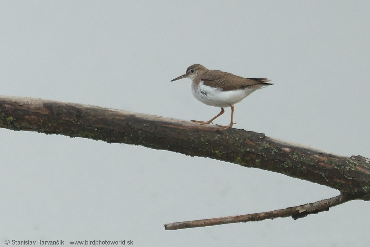 Spotted Sandpiper - ML647501269