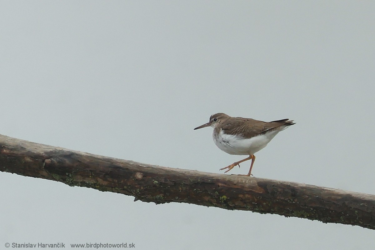 Spotted Sandpiper - ML647501270