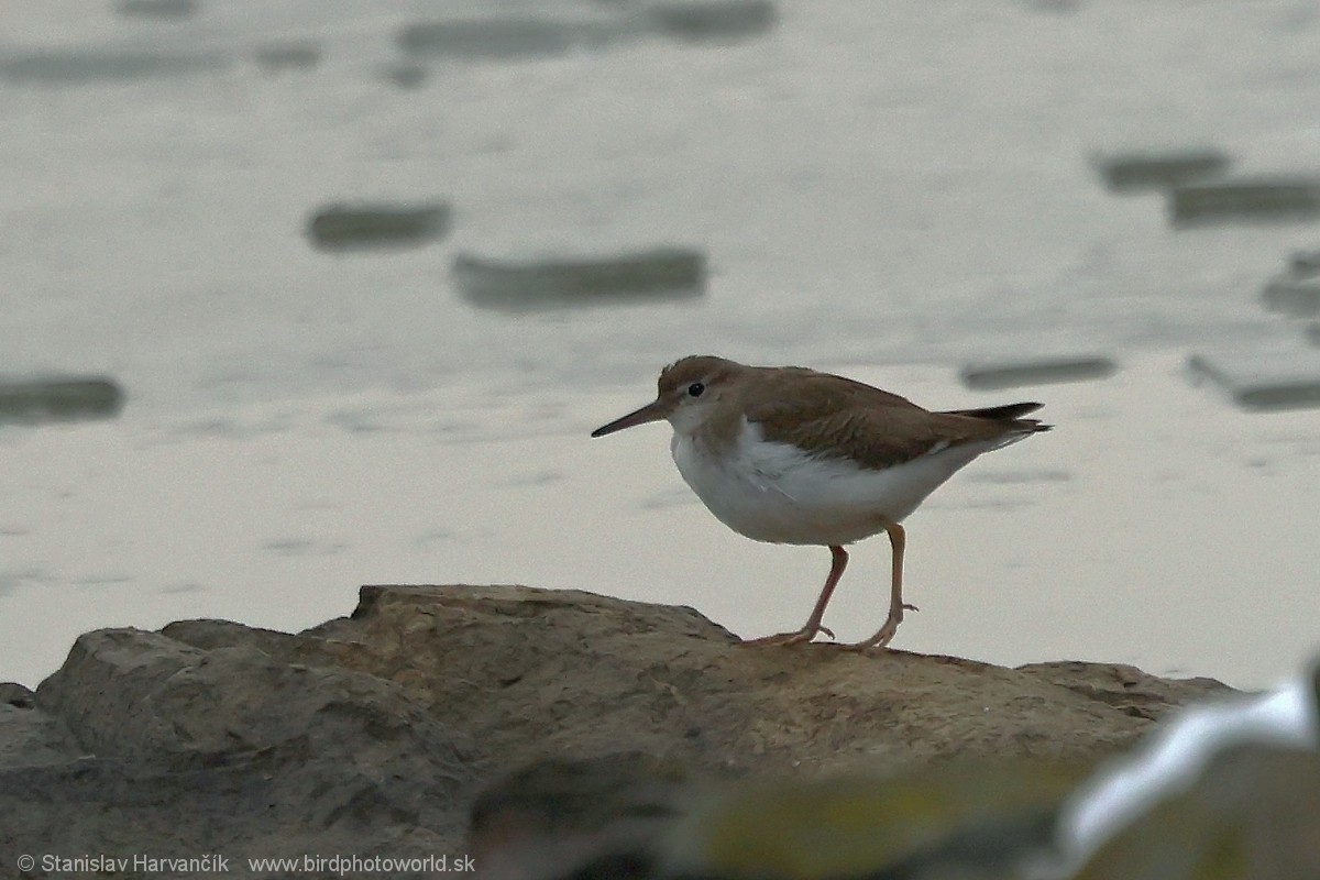 Spotted Sandpiper - ML647501271