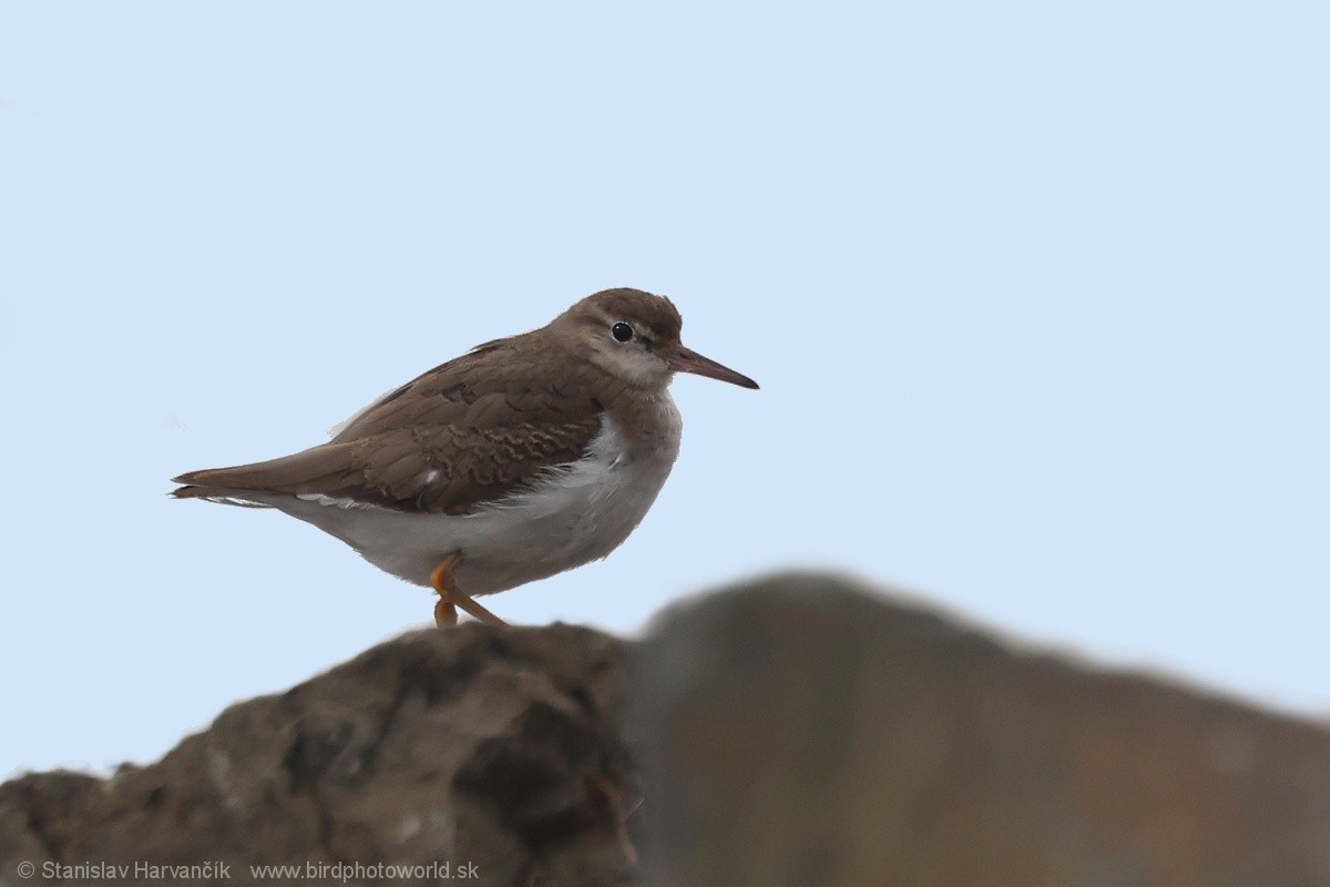 Spotted Sandpiper - ML647501272