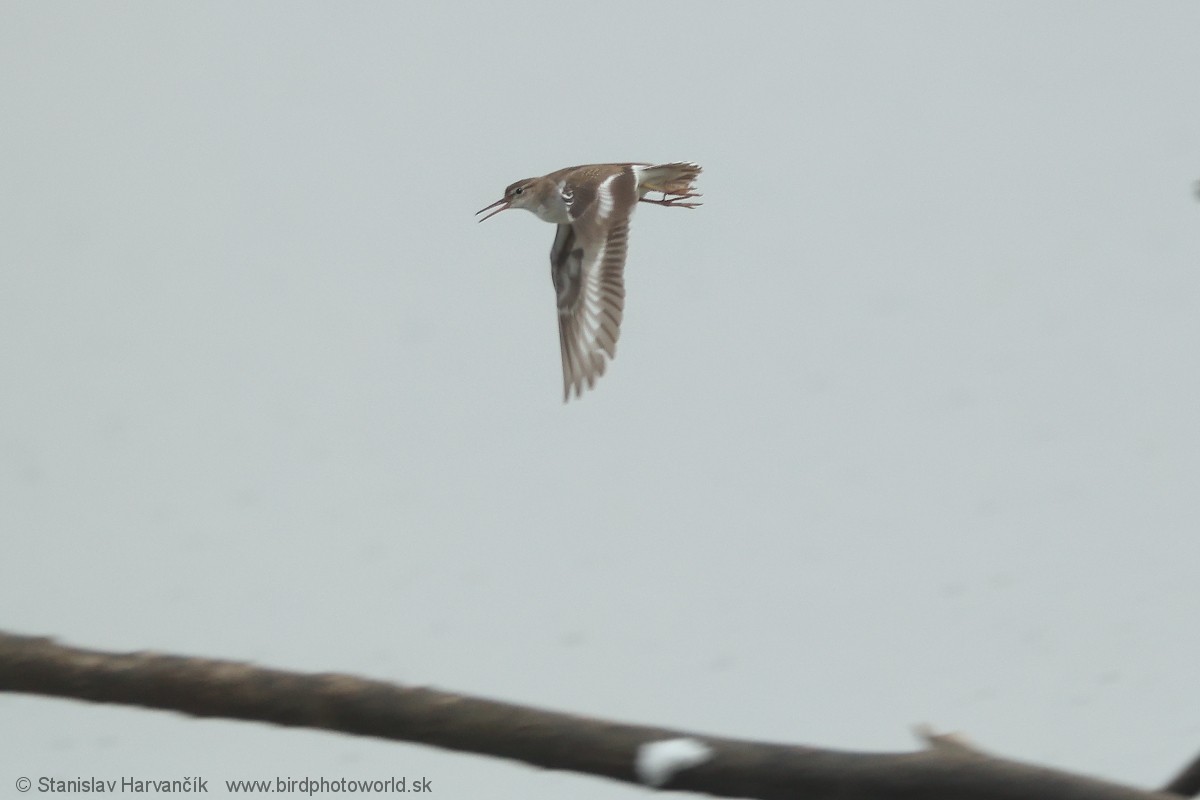 Spotted Sandpiper - ML647501273