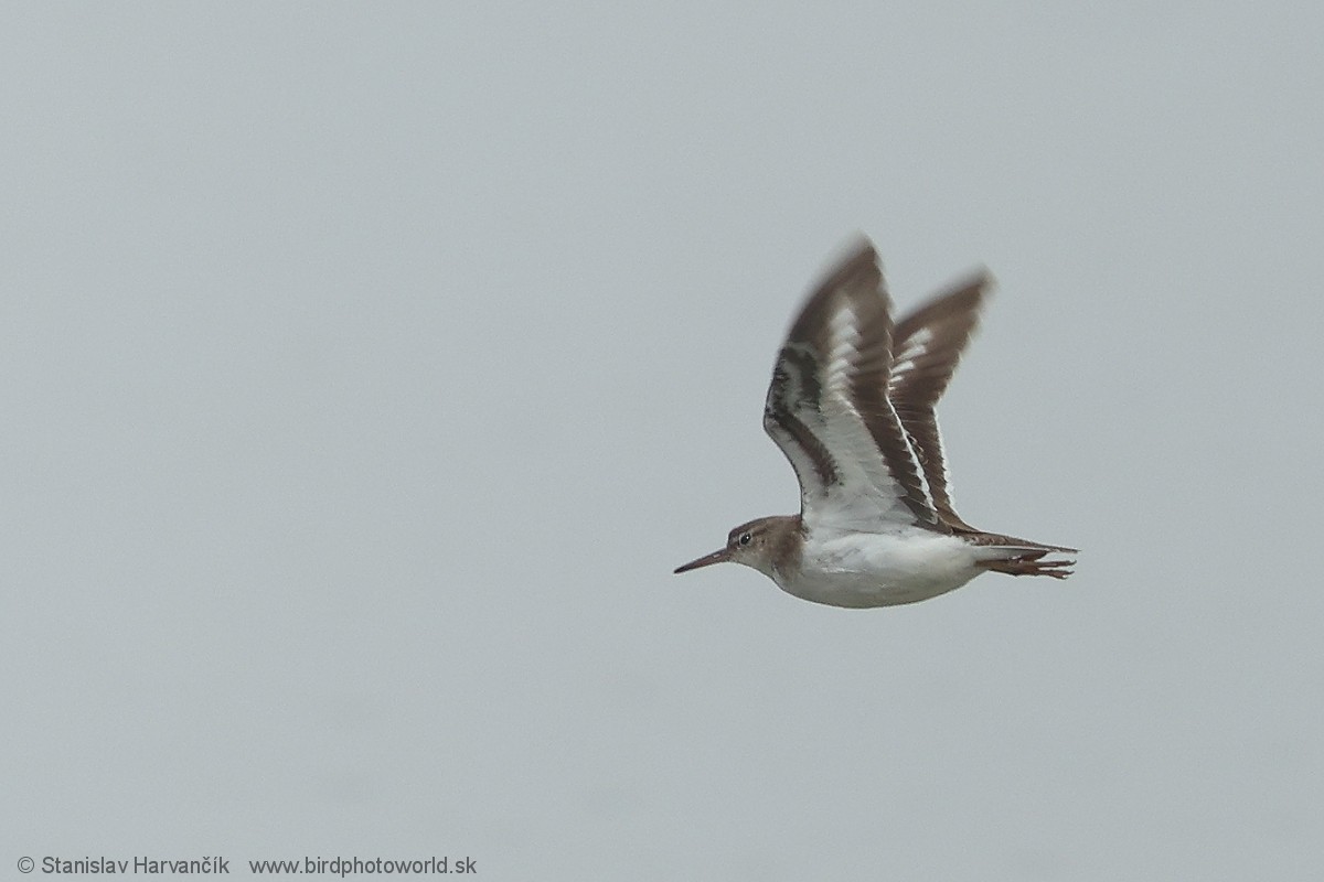Spotted Sandpiper - ML647501274