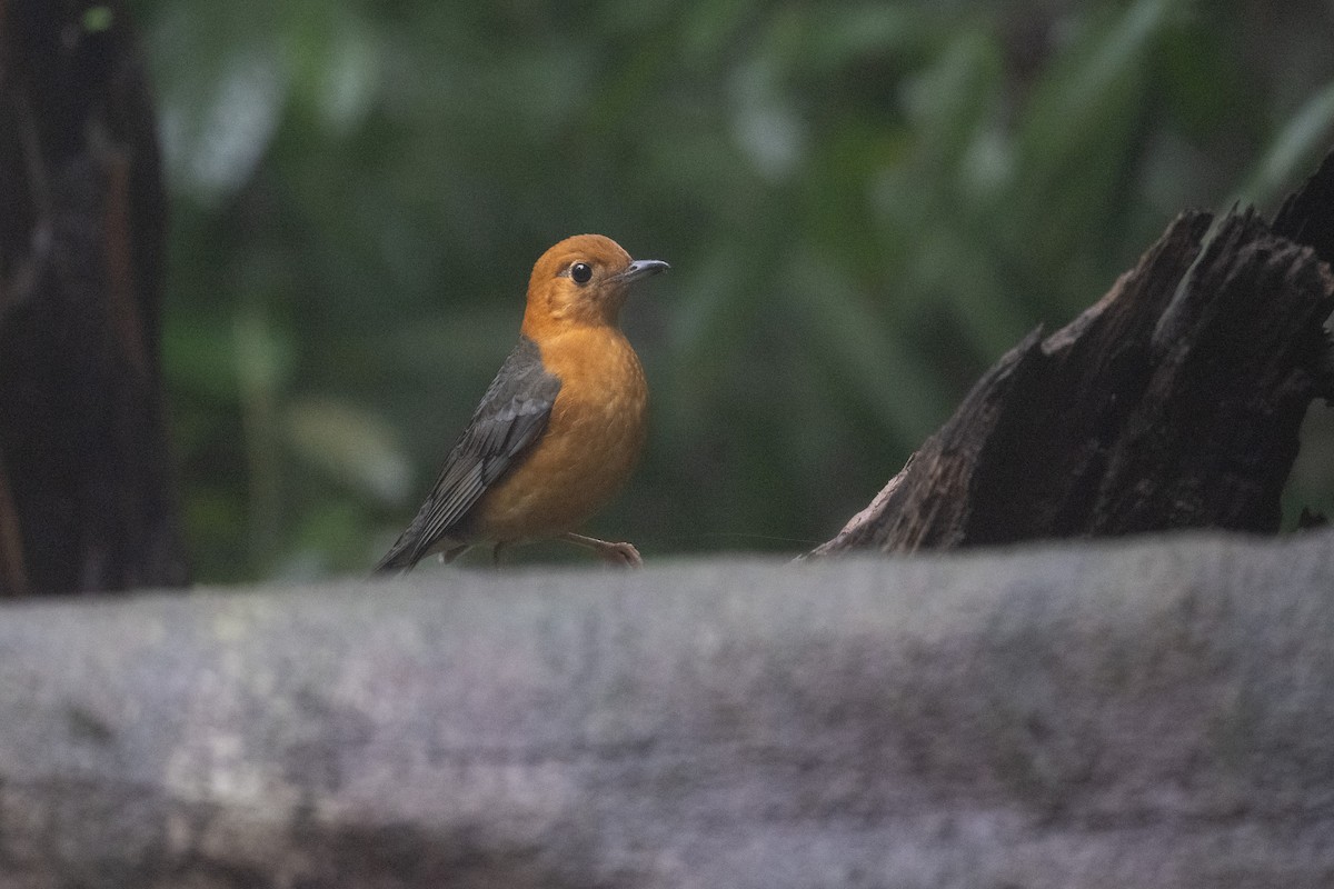 ravtrost - ML647501276