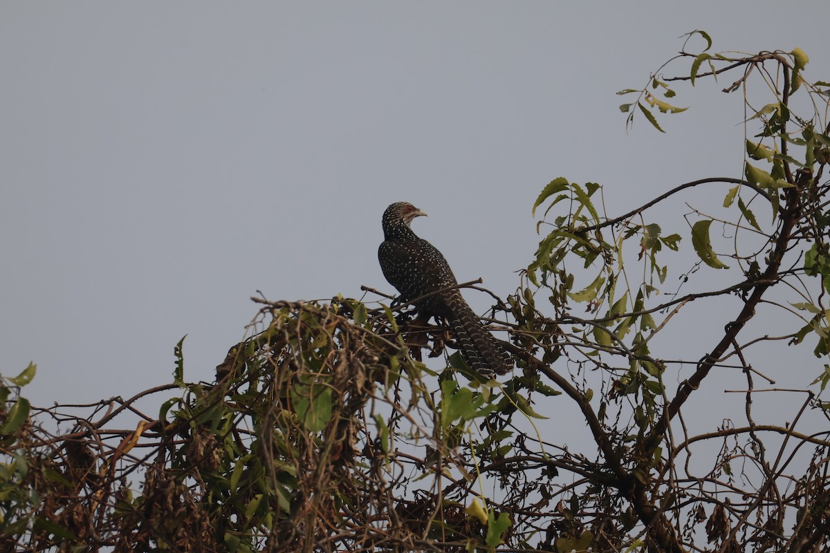 grønnebbkoel - ML647501277