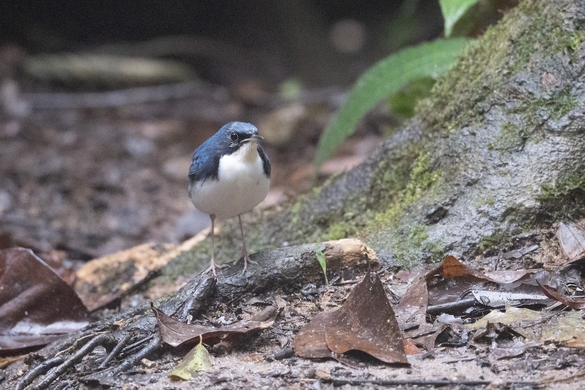 asurnattergal - ML647501279