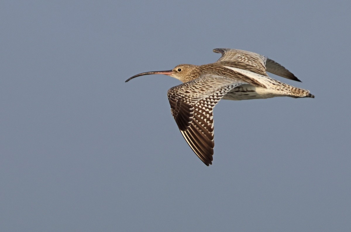 storspove - ML647501282