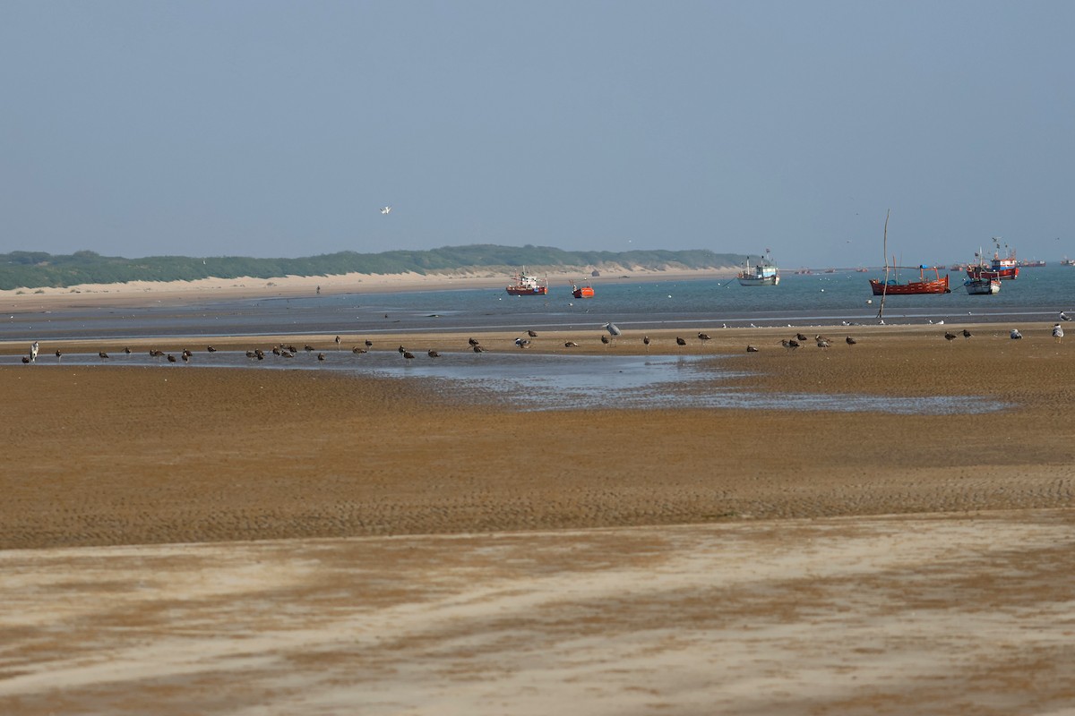 storspove - ML647501283