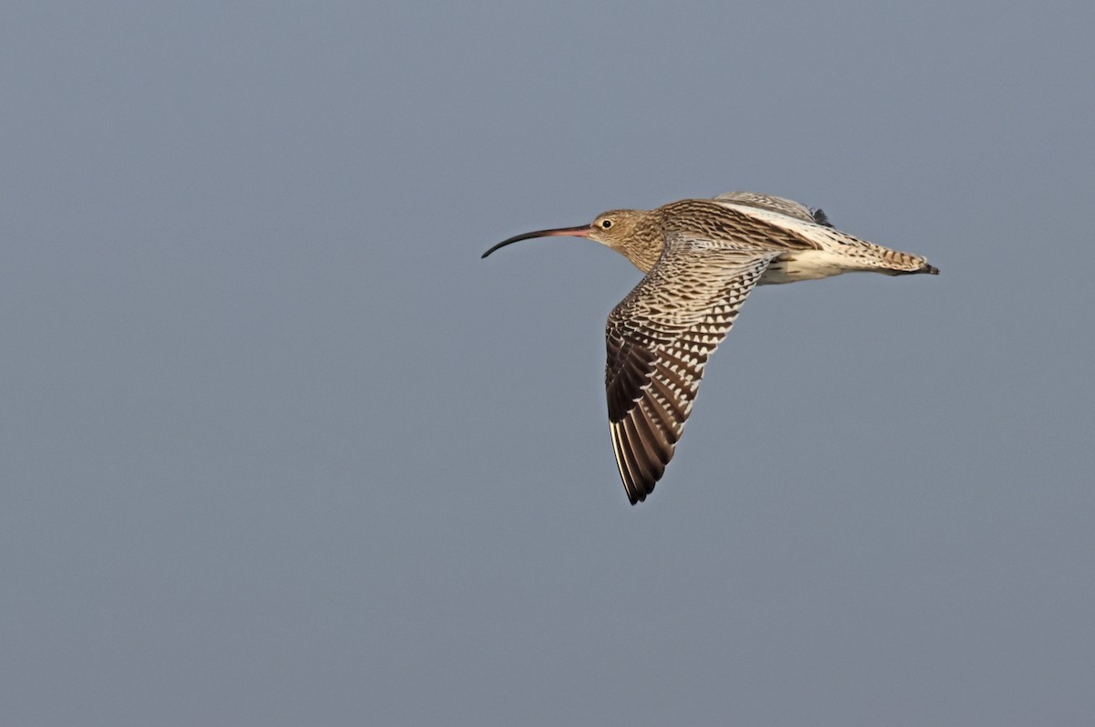 storspove - ML647501284