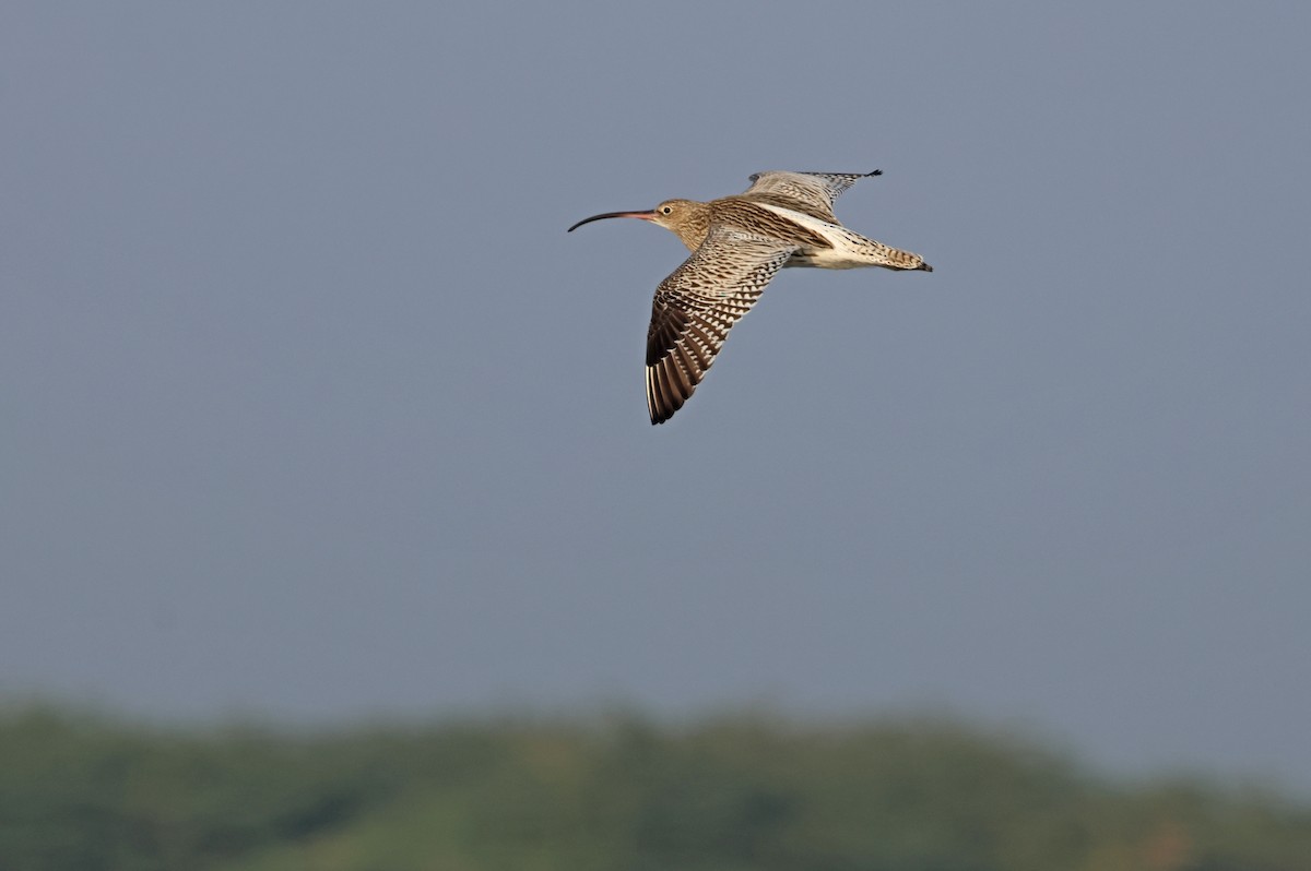 storspove - ML647501285