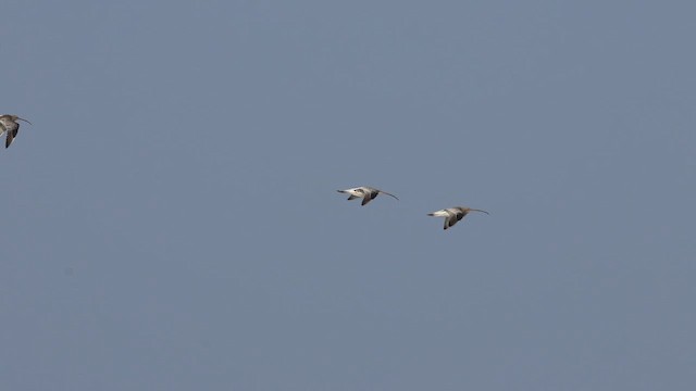 storspove - ML647501286