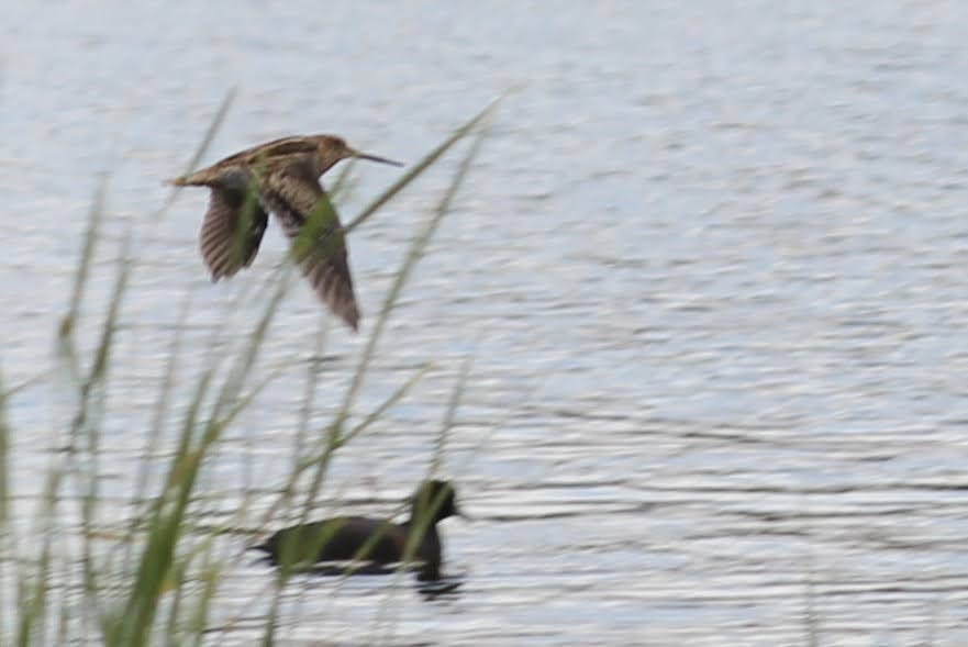 japanbekkasin - ML647501287