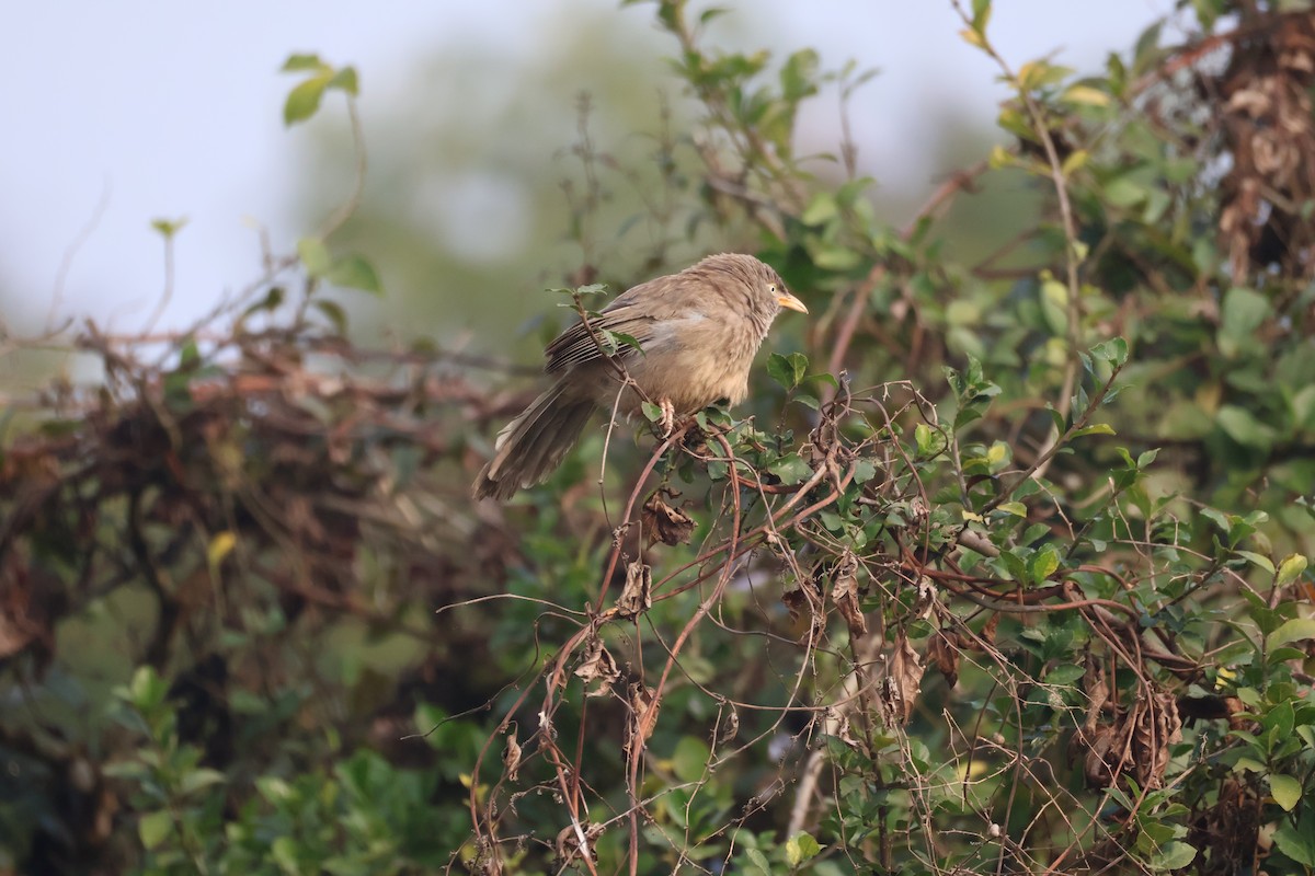 landsbyskriketrost - ML647501288