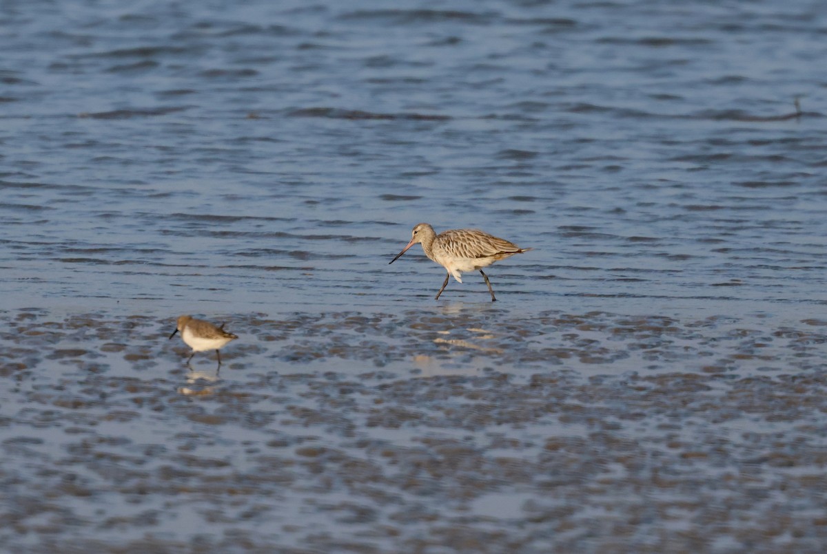 lappspove - ML647501291