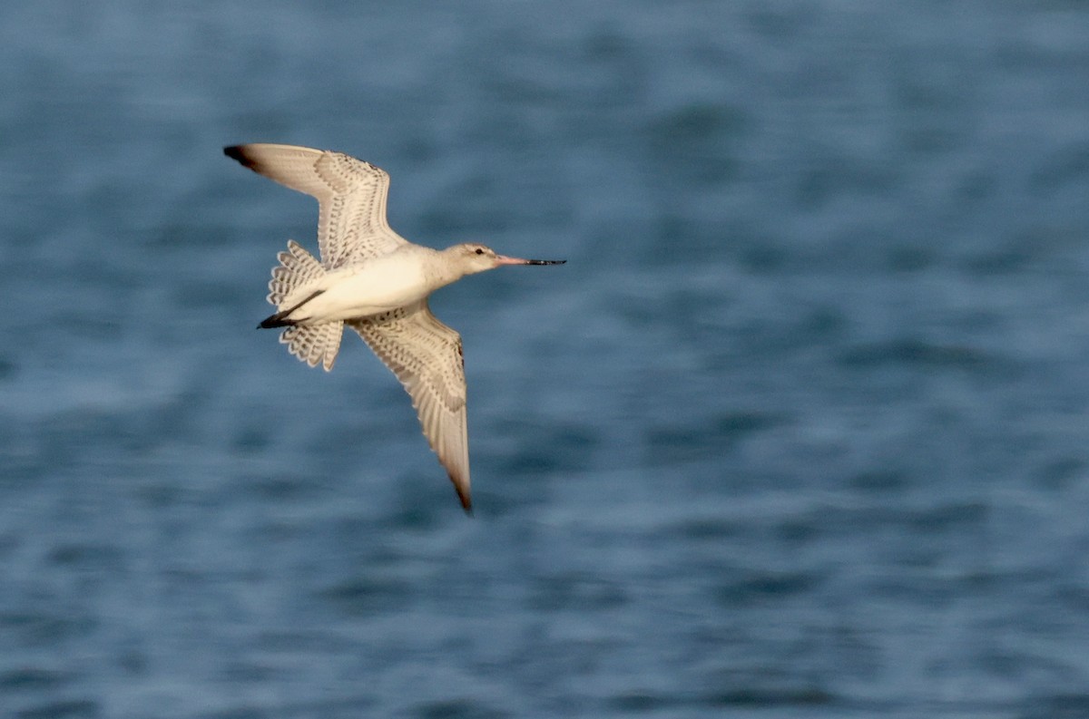 lappspove - ML647501292