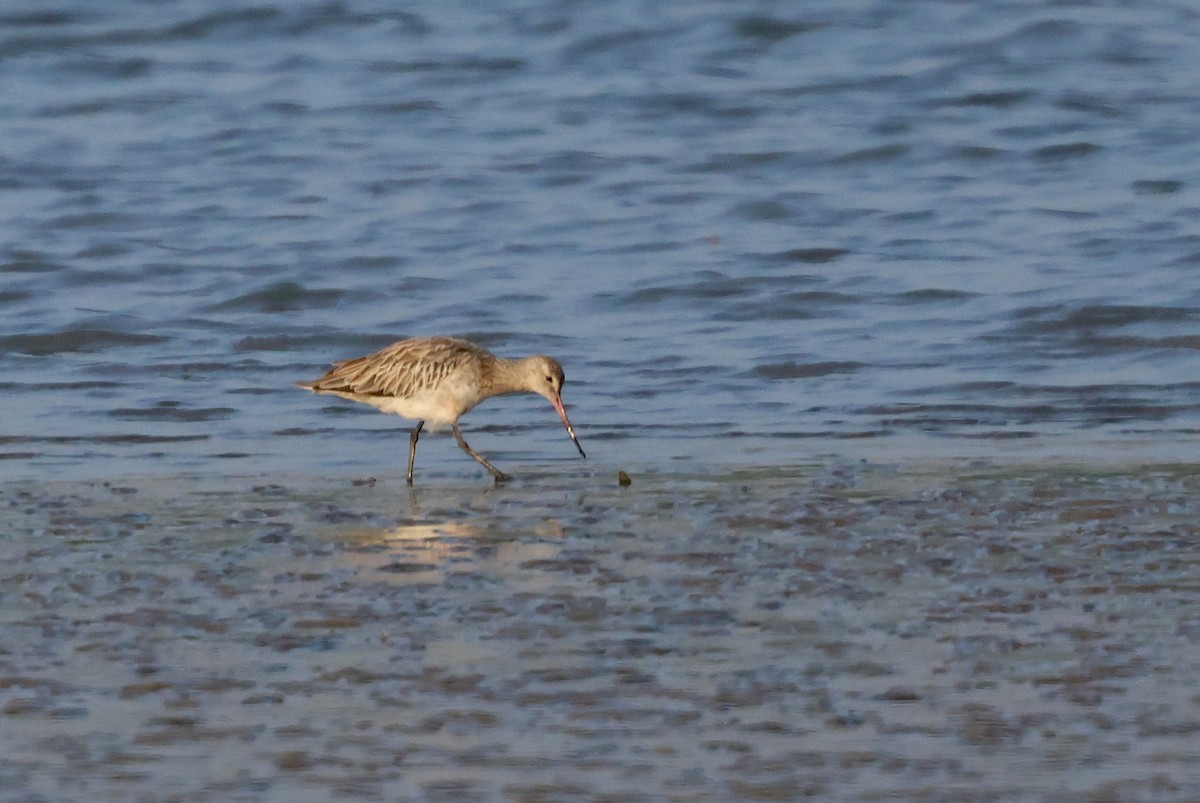 lappspove - ML647501293