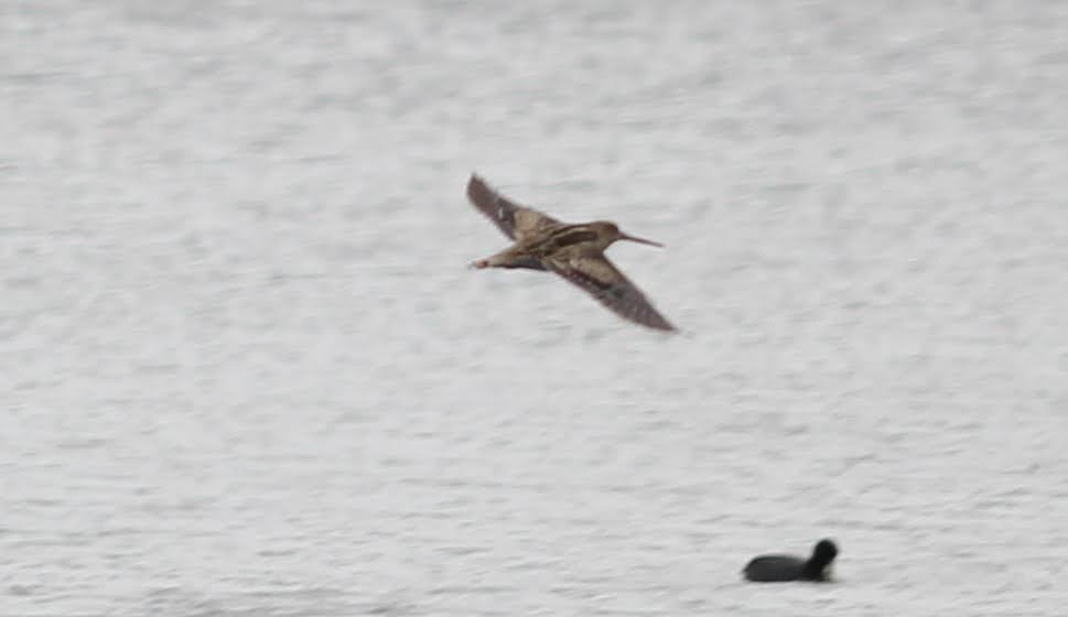 japanbekkasin - ML647501295