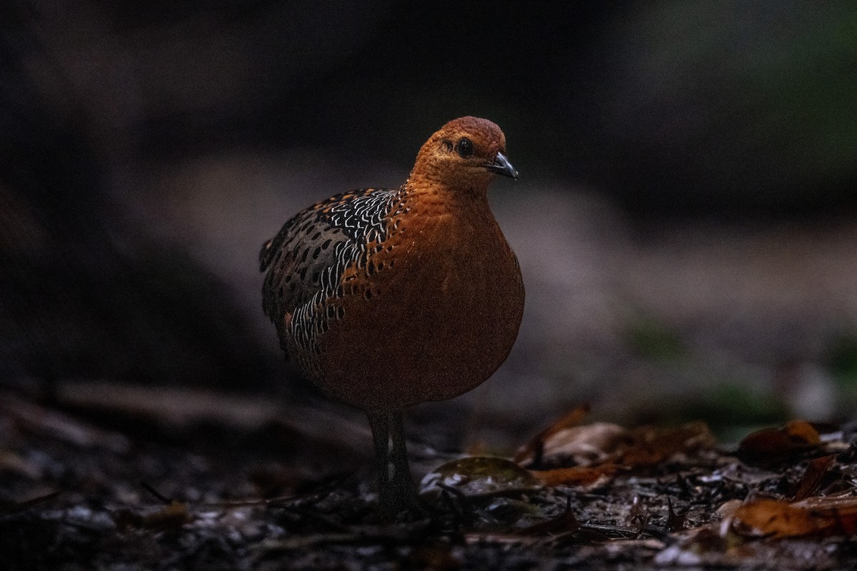 rusthøne - ML647501297