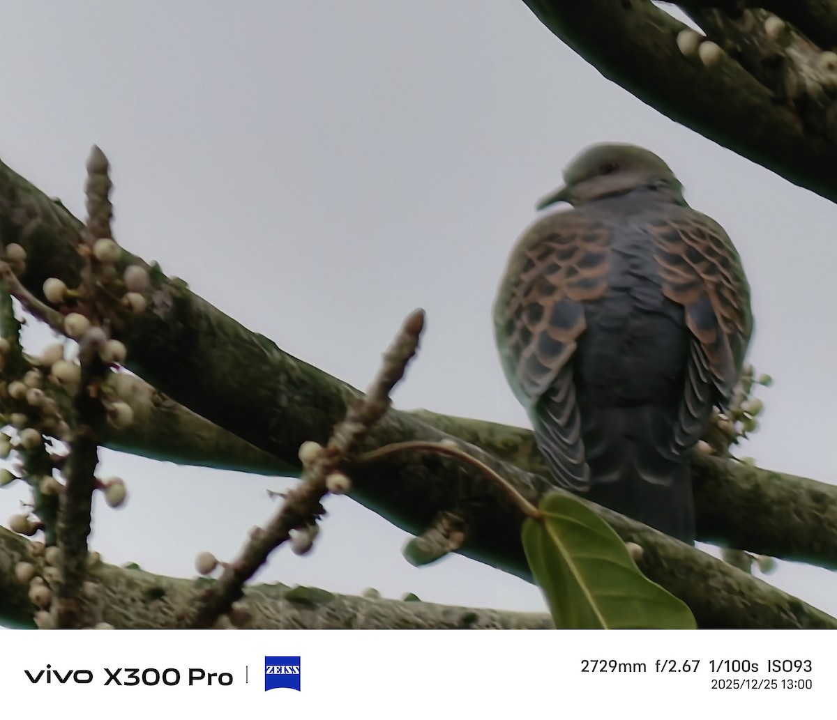 mongolturteldue - ML647501298