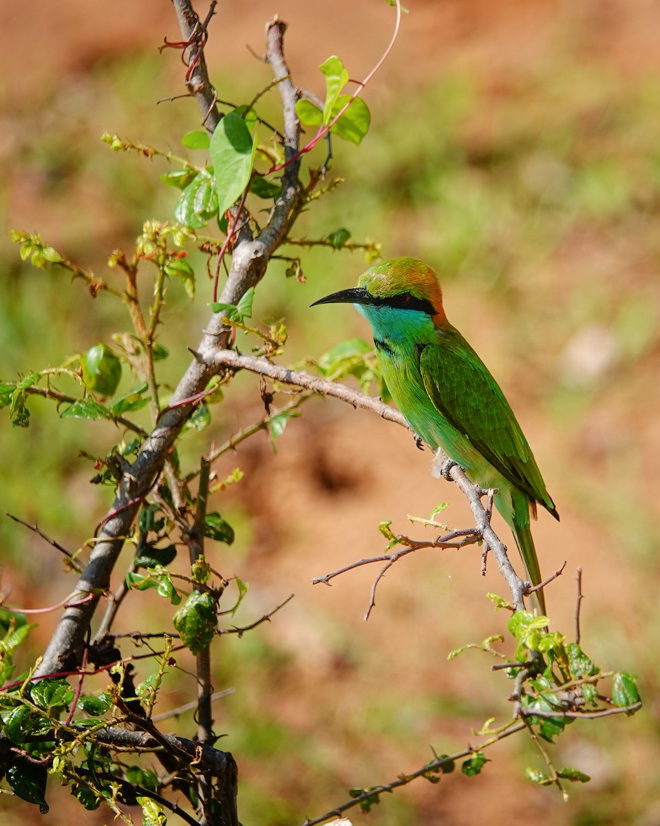 Asian Green Bee-eater - ML647501314