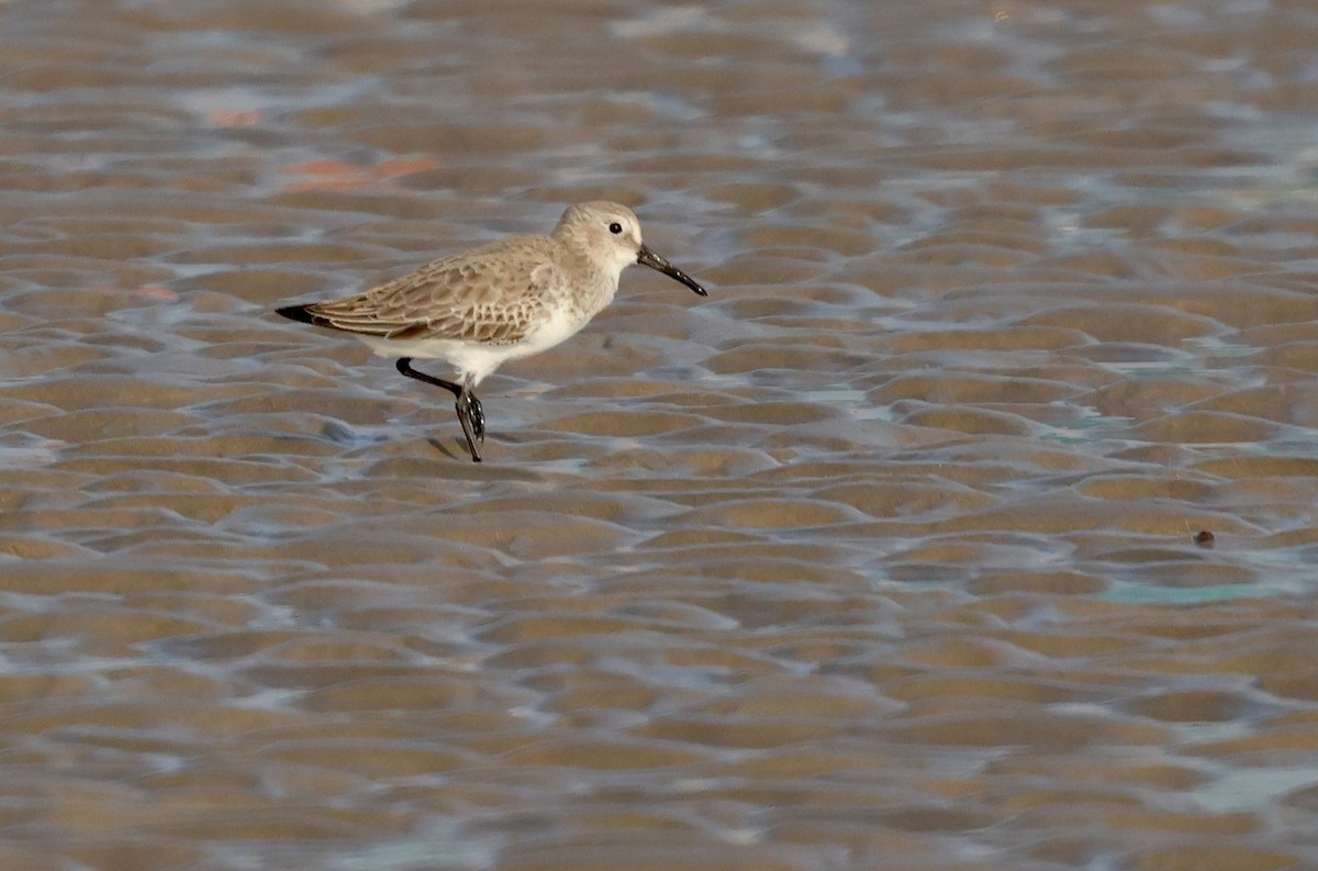 Dunlin - ML647501315
