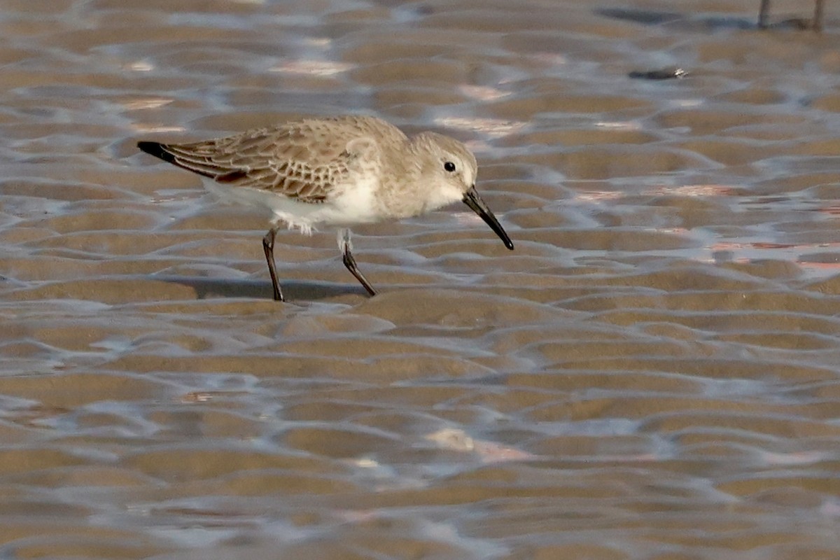 Dunlin - ML647501316