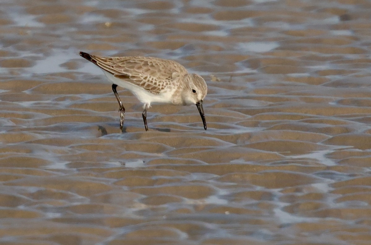 Dunlin - ML647501317