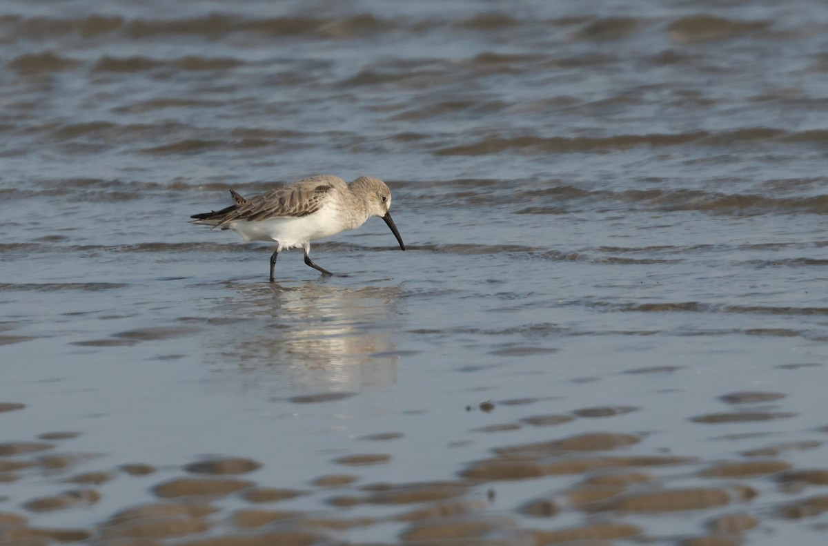 Dunlin - ML647501318