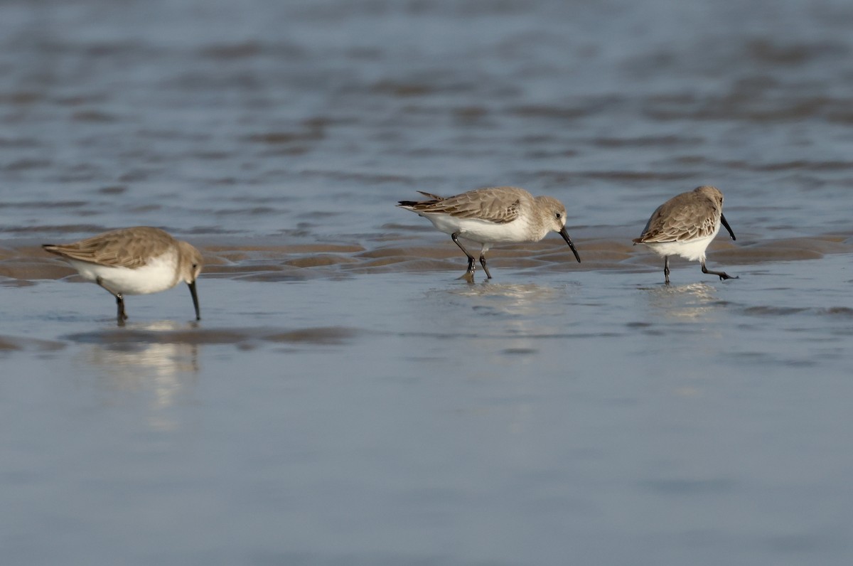 Dunlin - ML647501319