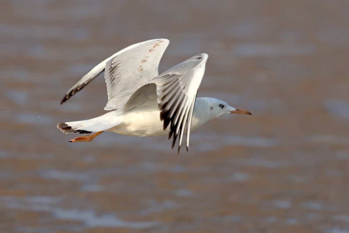 Slender-billed Gull - ML647501323