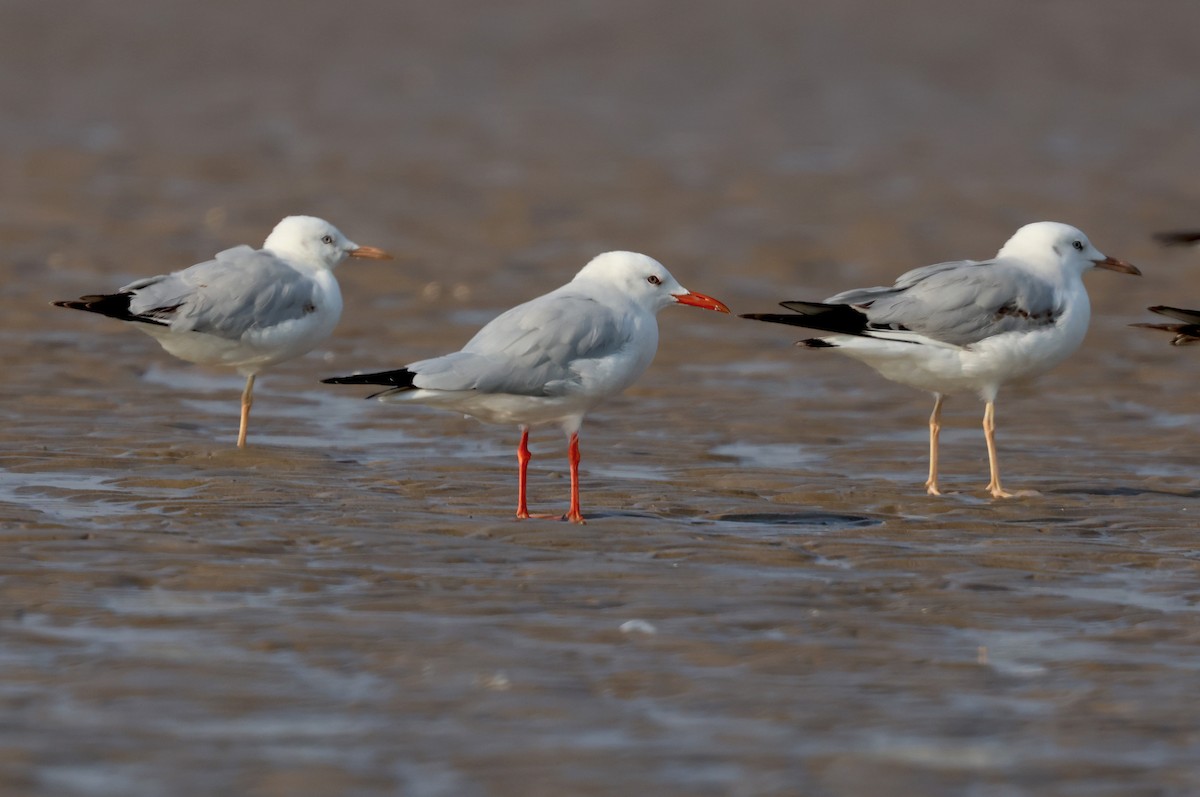 Slender-billed Gull - ML647501324