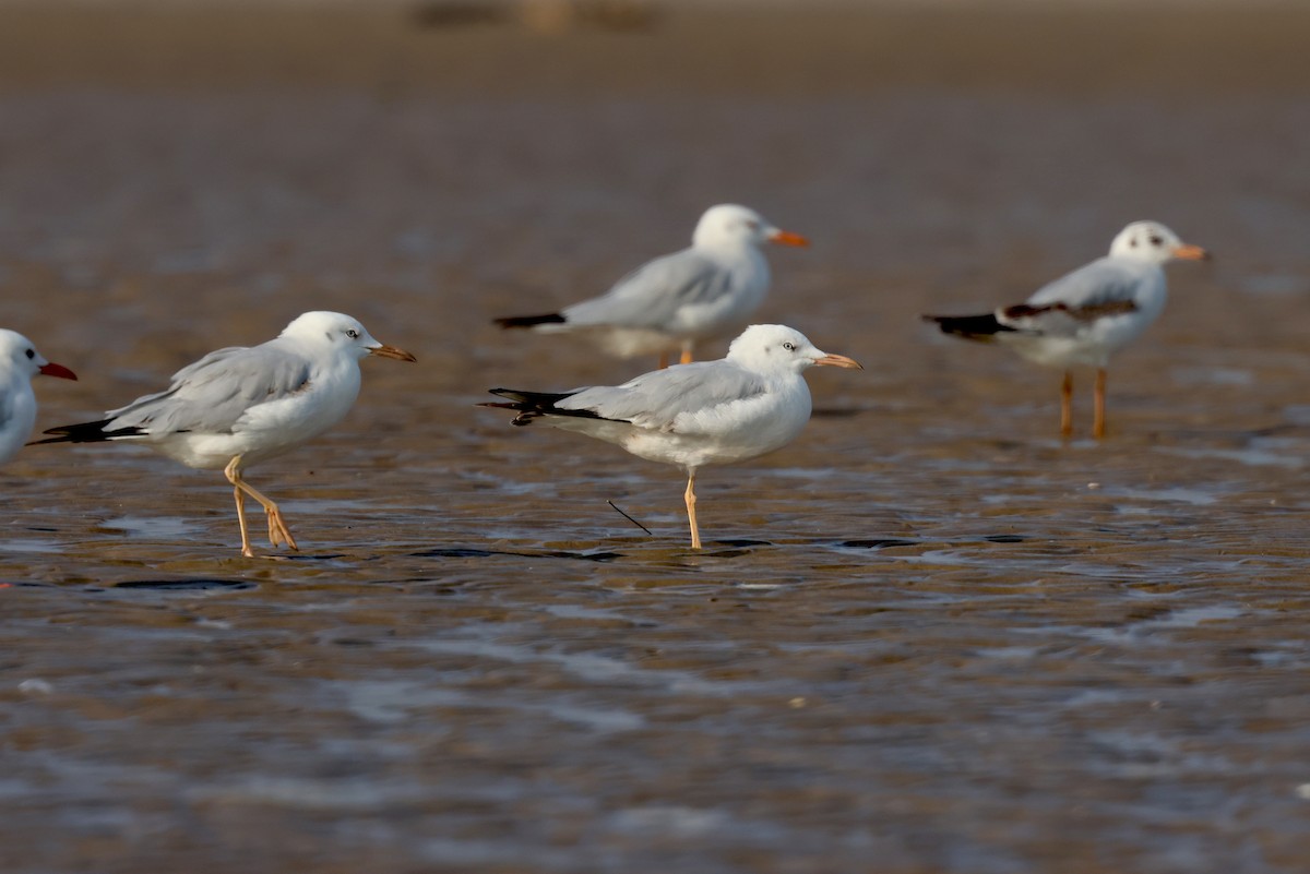 Slender-billed Gull - ML647501325