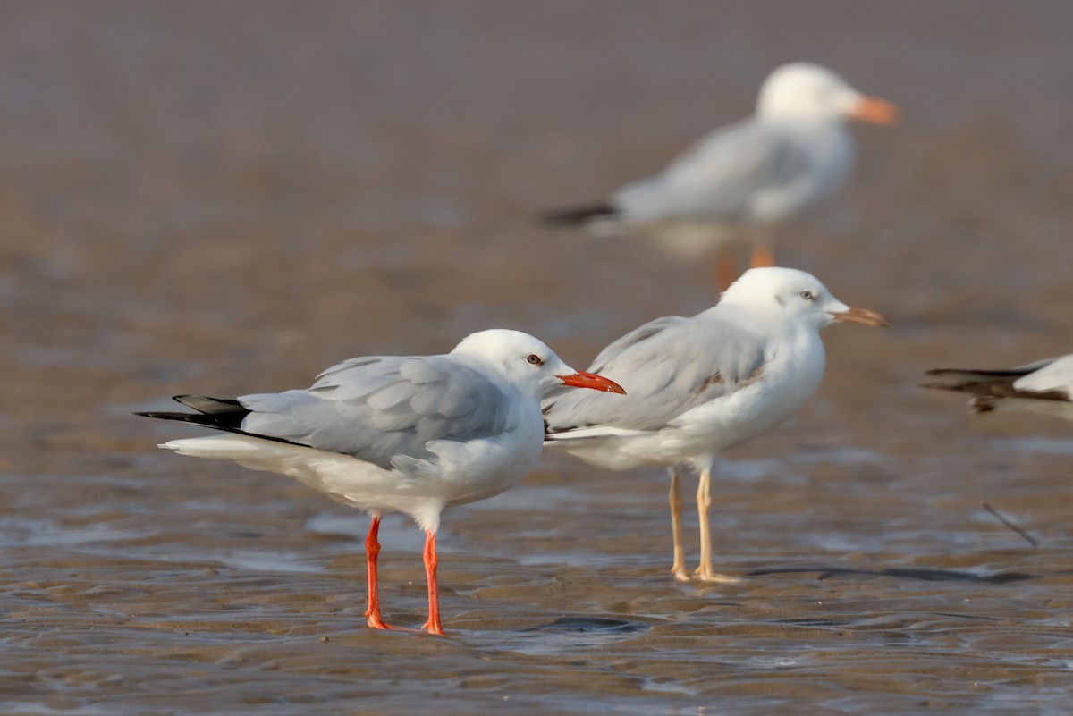 Slender-billed Gull - ML647501326