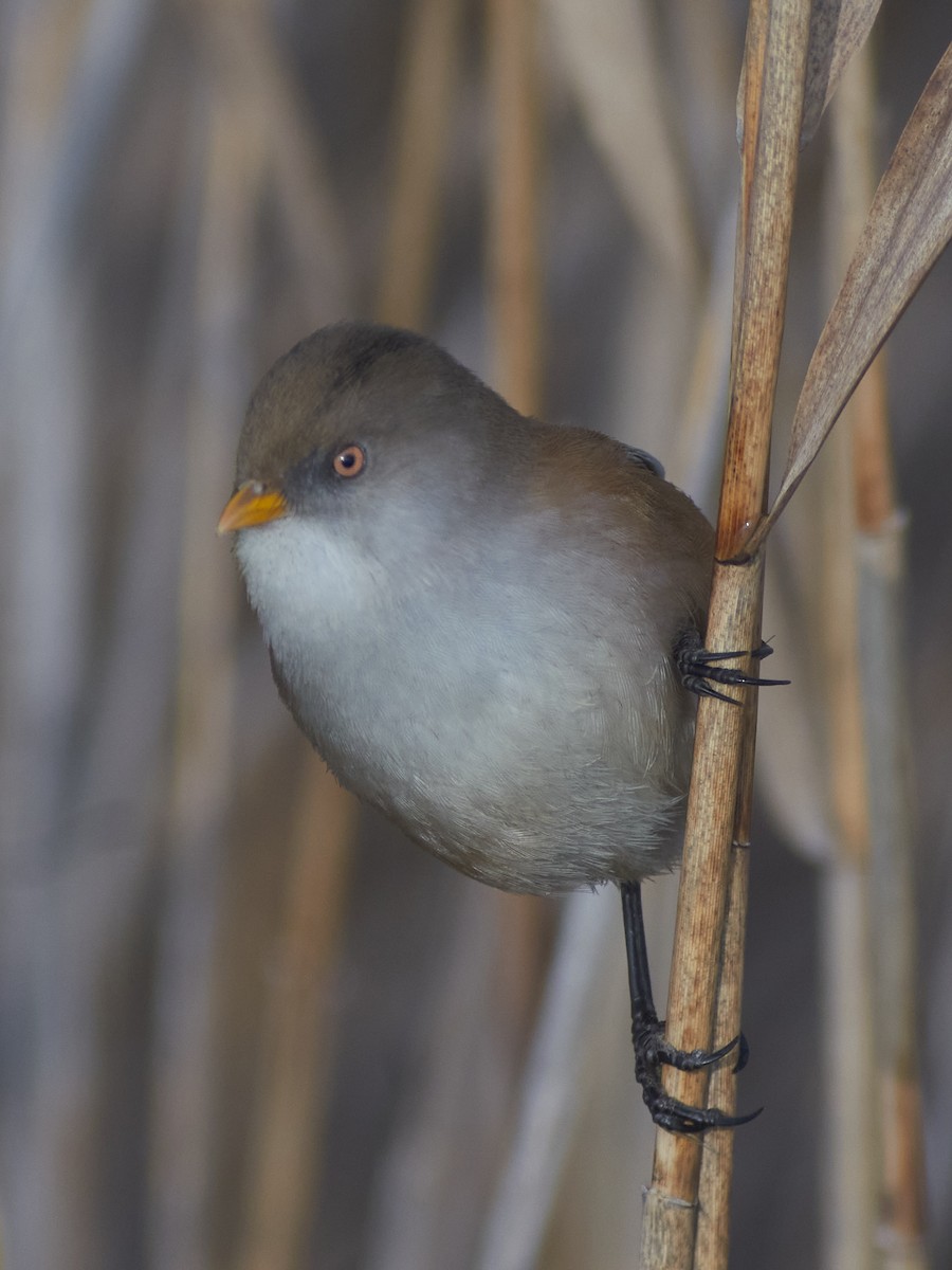 Bearded Reedling - ML647501327