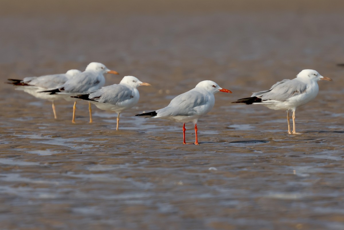 Slender-billed Gull - ML647501328