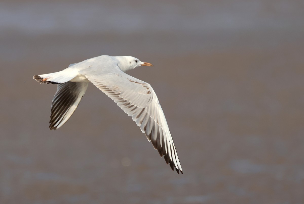 Slender-billed Gull - ML647501329