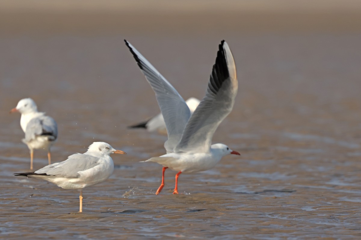 Slender-billed Gull - ML647501330