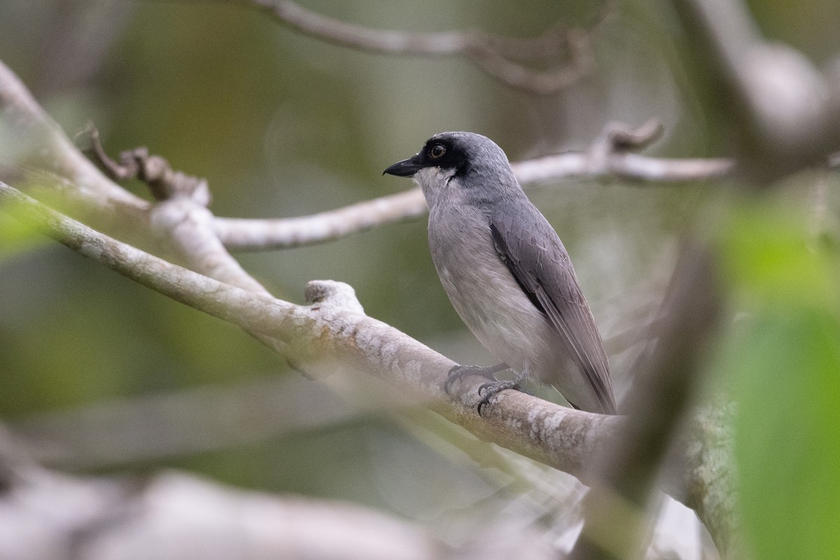 Large Woodshrike - ML647501332