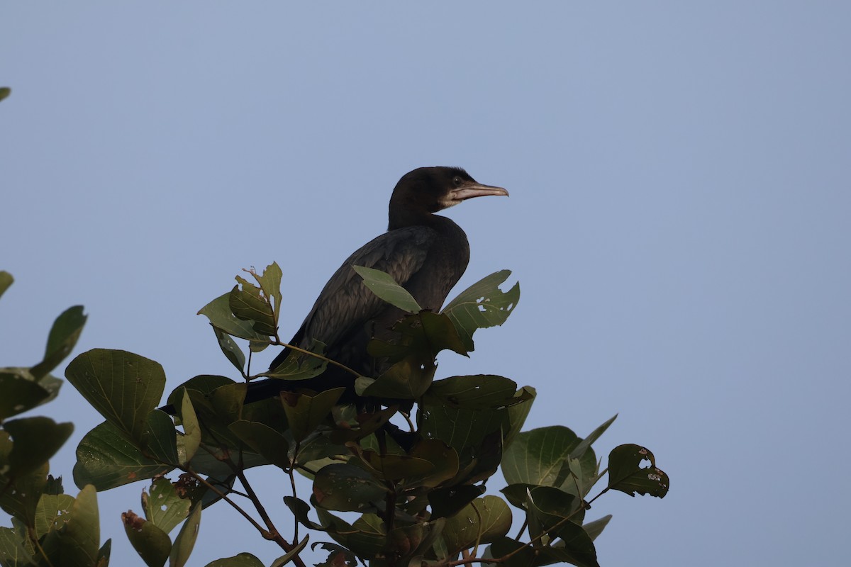 Little Cormorant - ML647501336