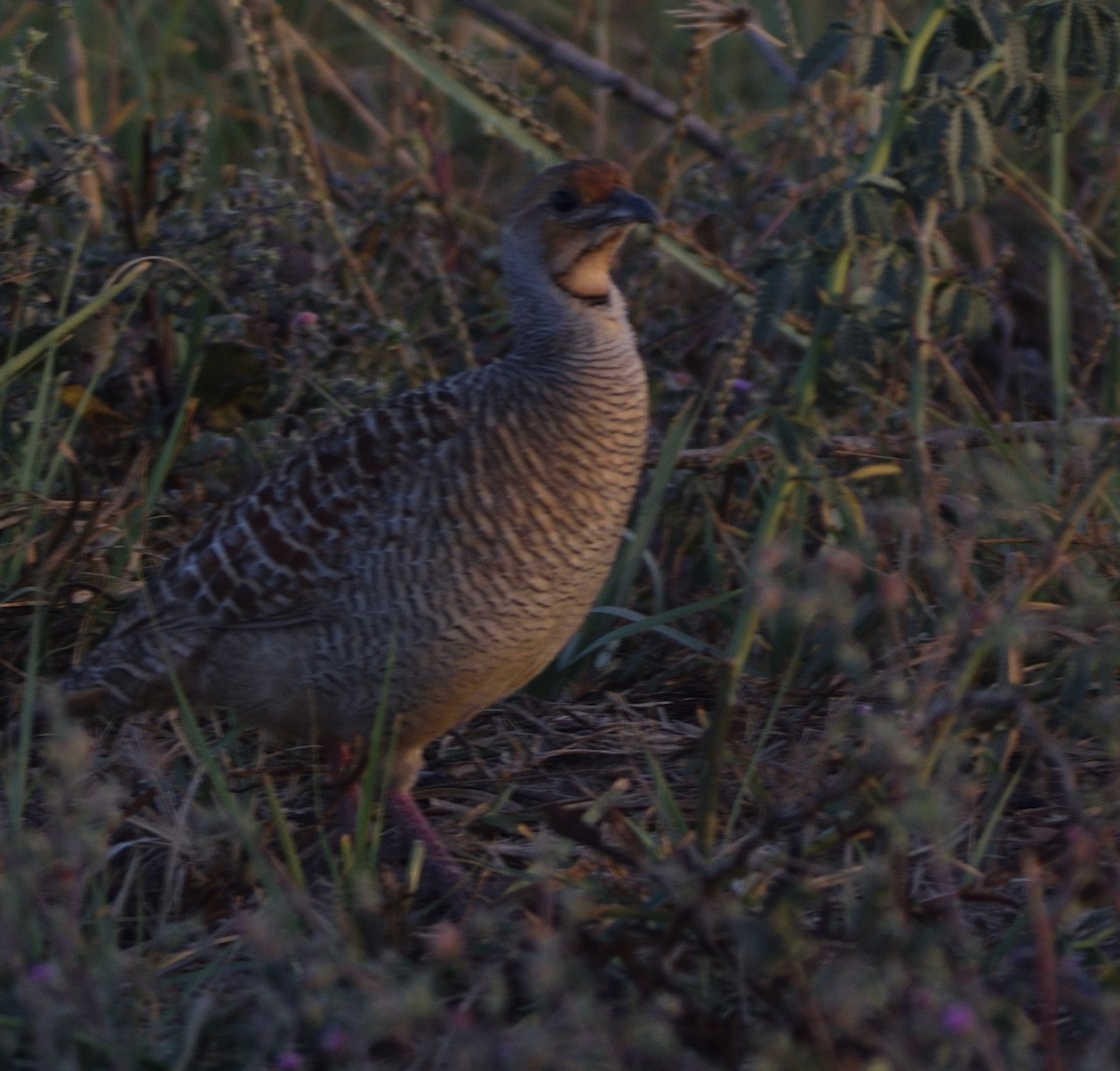 Gray Francolin - ML647501337