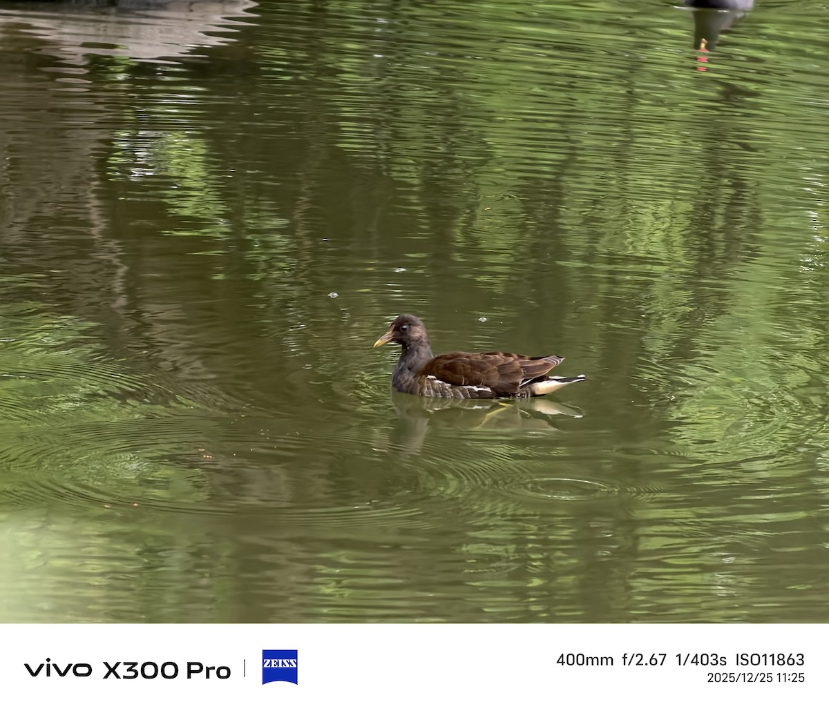 Eurasian Moorhen - ML647501338