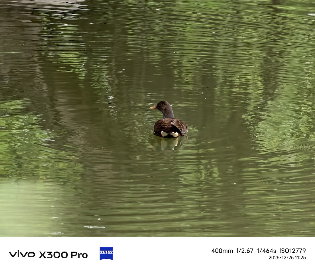 Eurasian Moorhen - ML647501339