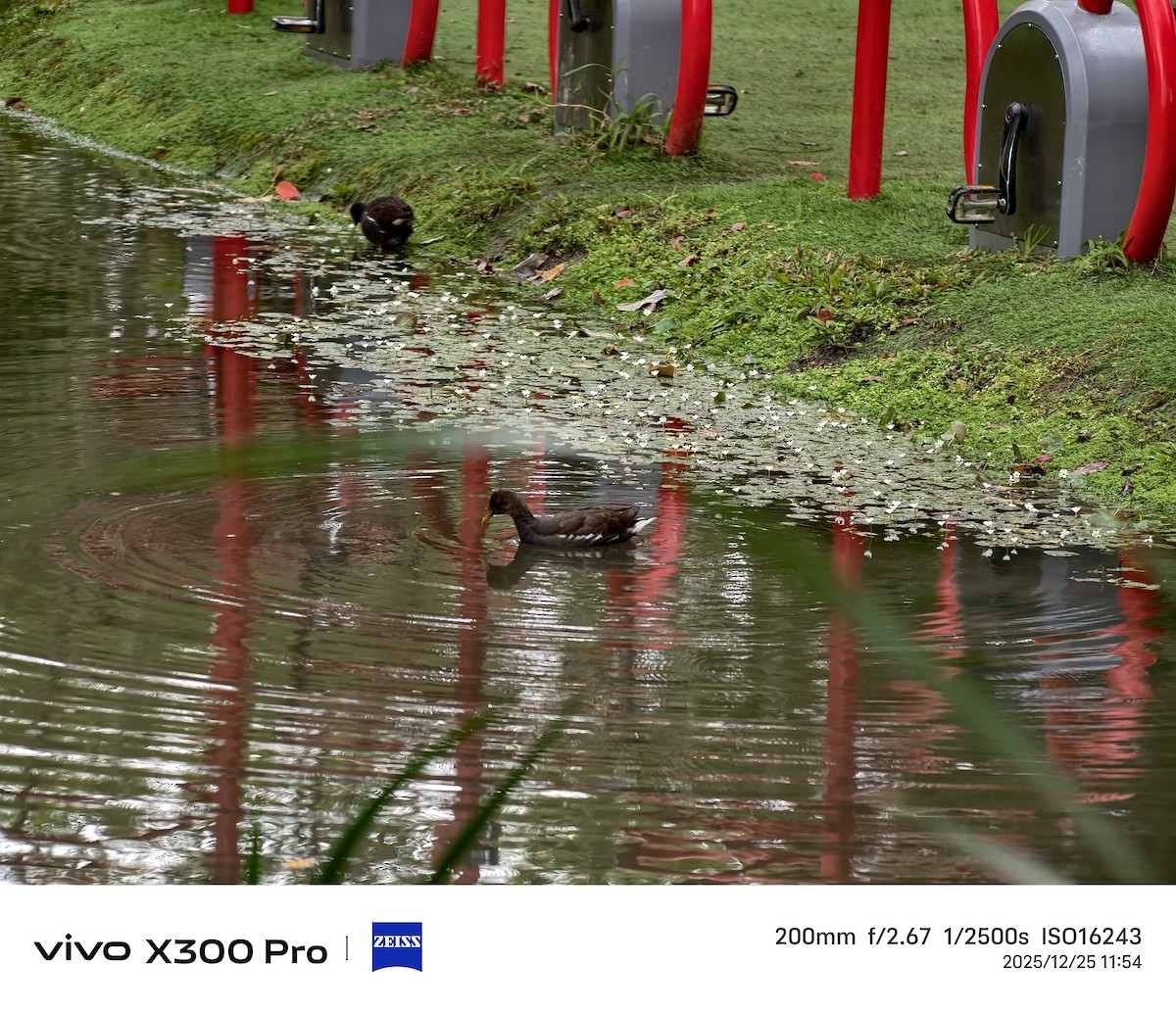 Eurasian Moorhen - ML647501340